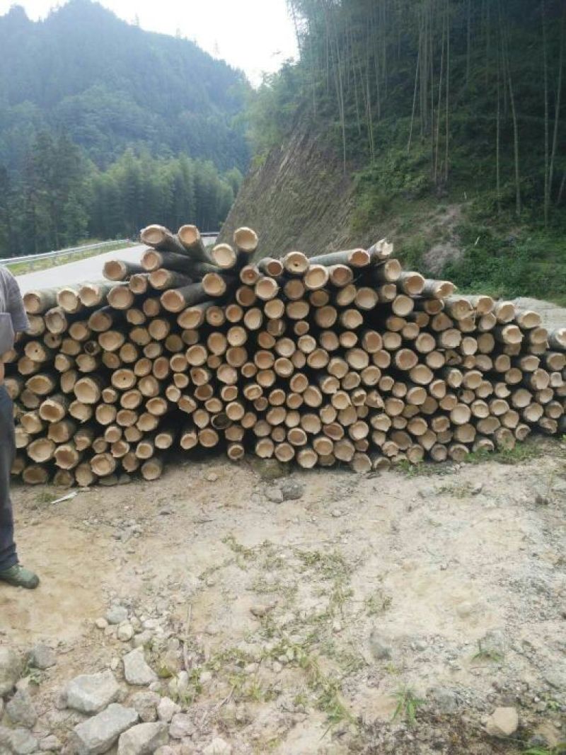 大量毛竹出售