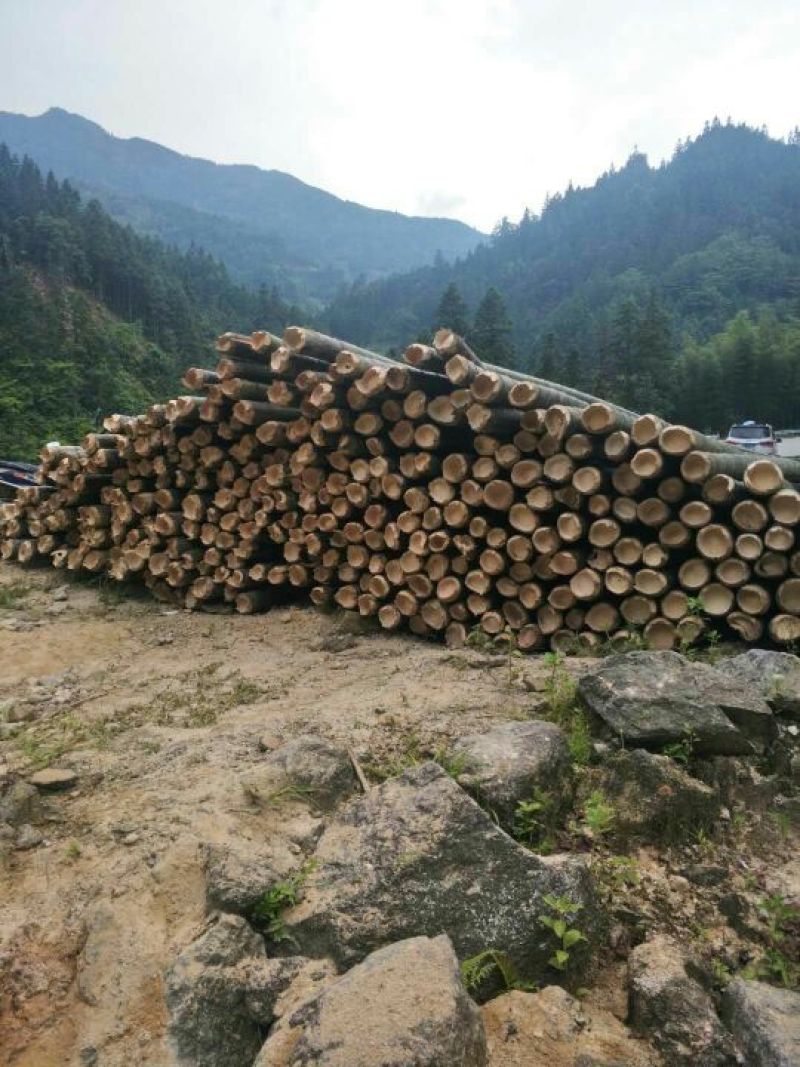大量毛竹出售
