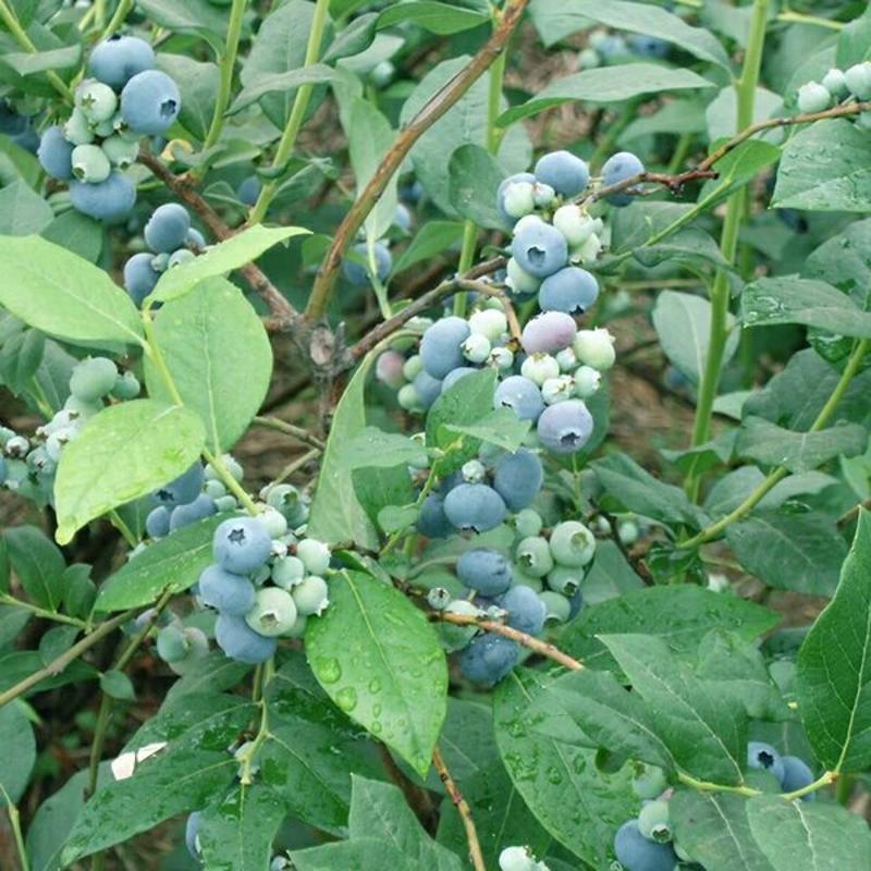 组培脱毒蓝莓苗天后绿宝石珠宝莱克西薄雾，奥尼尔