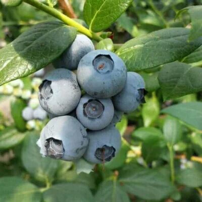 组培脱毒蓝莓苗天后绿宝石珠宝莱克西薄雾，奥尼尔