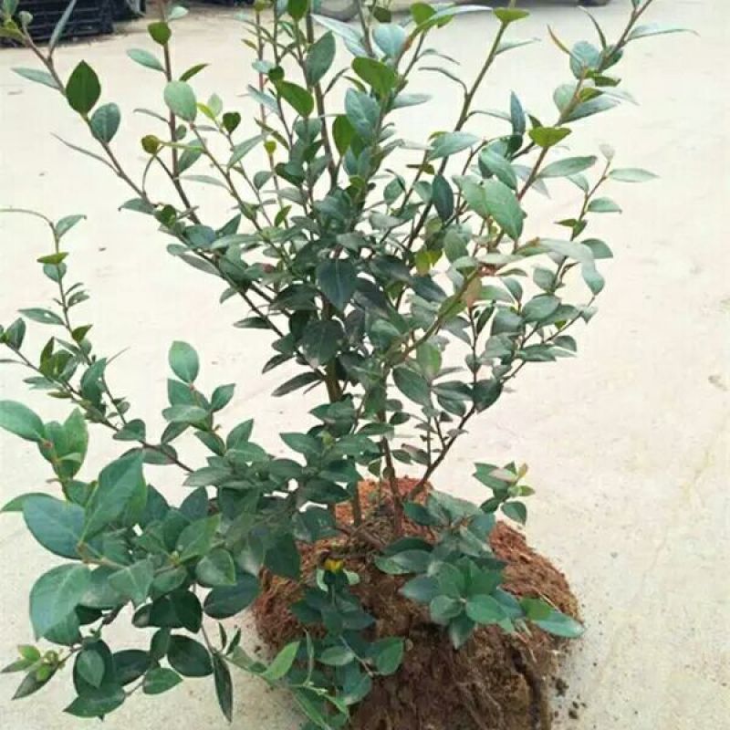 组培脱毒蓝莓苗天后绿宝石珠宝莱克西薄雾，奥尼尔