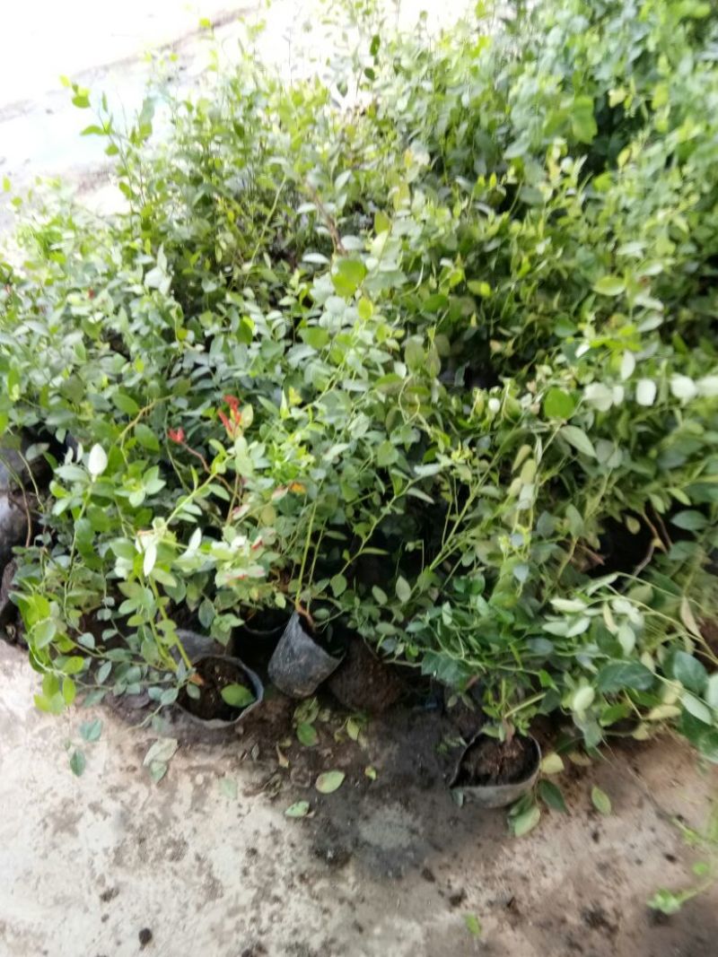 组培脱毒蓝莓苗天后绿宝石珠宝莱克西薄雾，奥尼尔