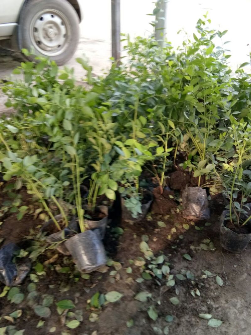 组培脱毒蓝莓苗天后绿宝石珠宝莱克西薄雾，奥尼尔