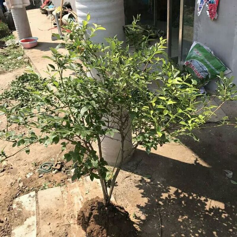 组培脱毒蓝莓苗天后绿宝石珠宝莱克西薄雾，奥尼尔