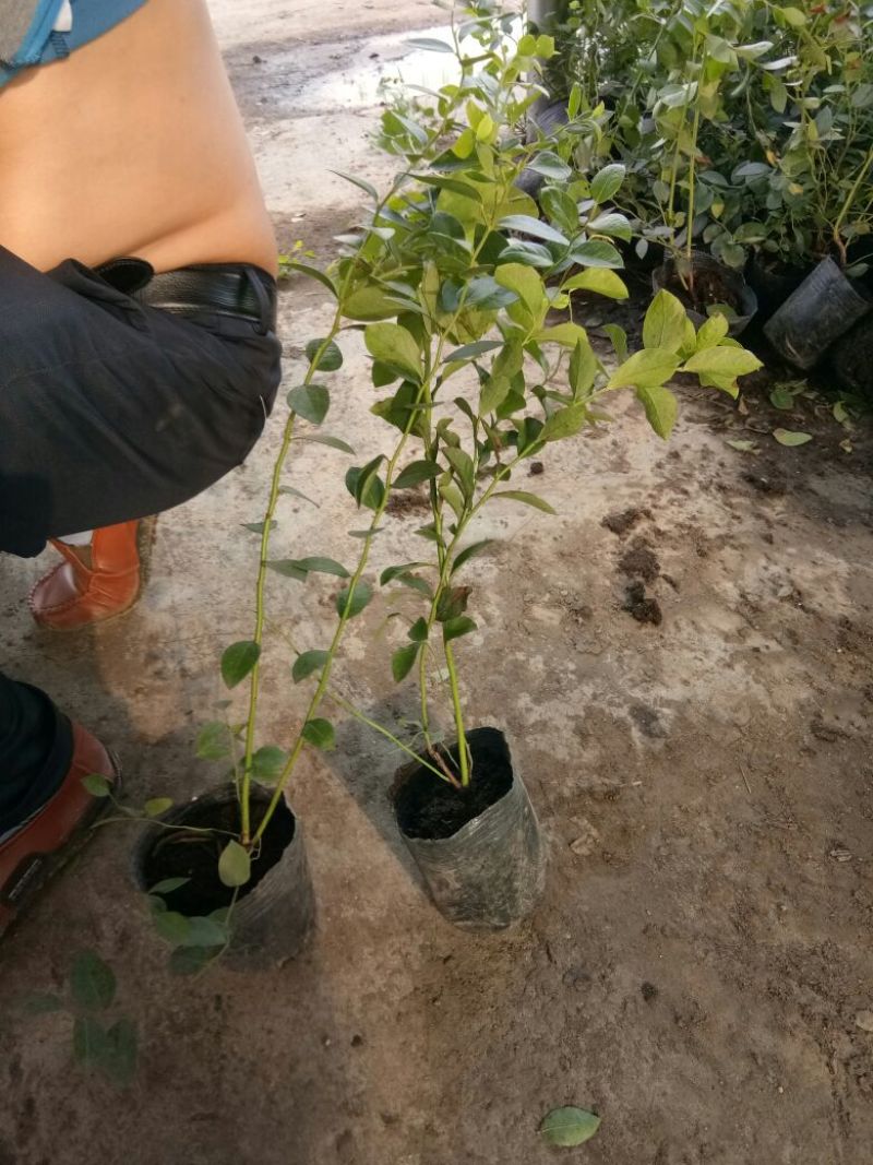 组培脱毒蓝莓苗天后绿宝石珠宝莱克西薄雾，奥尼尔