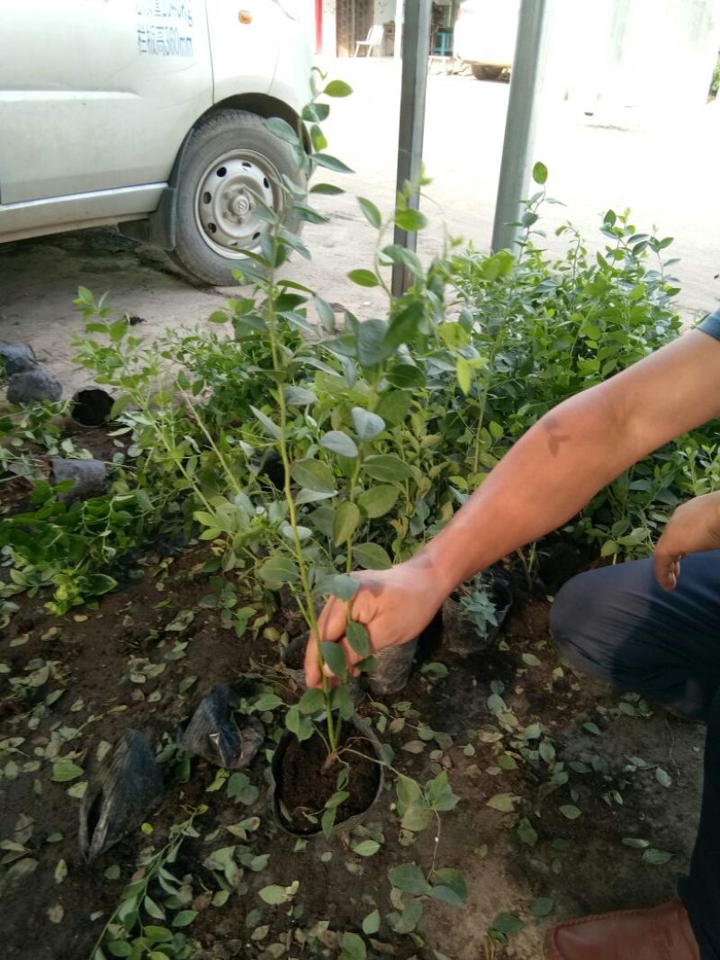 组培脱毒蓝莓苗天后绿宝石珠宝莱克西薄雾，奥尼尔
