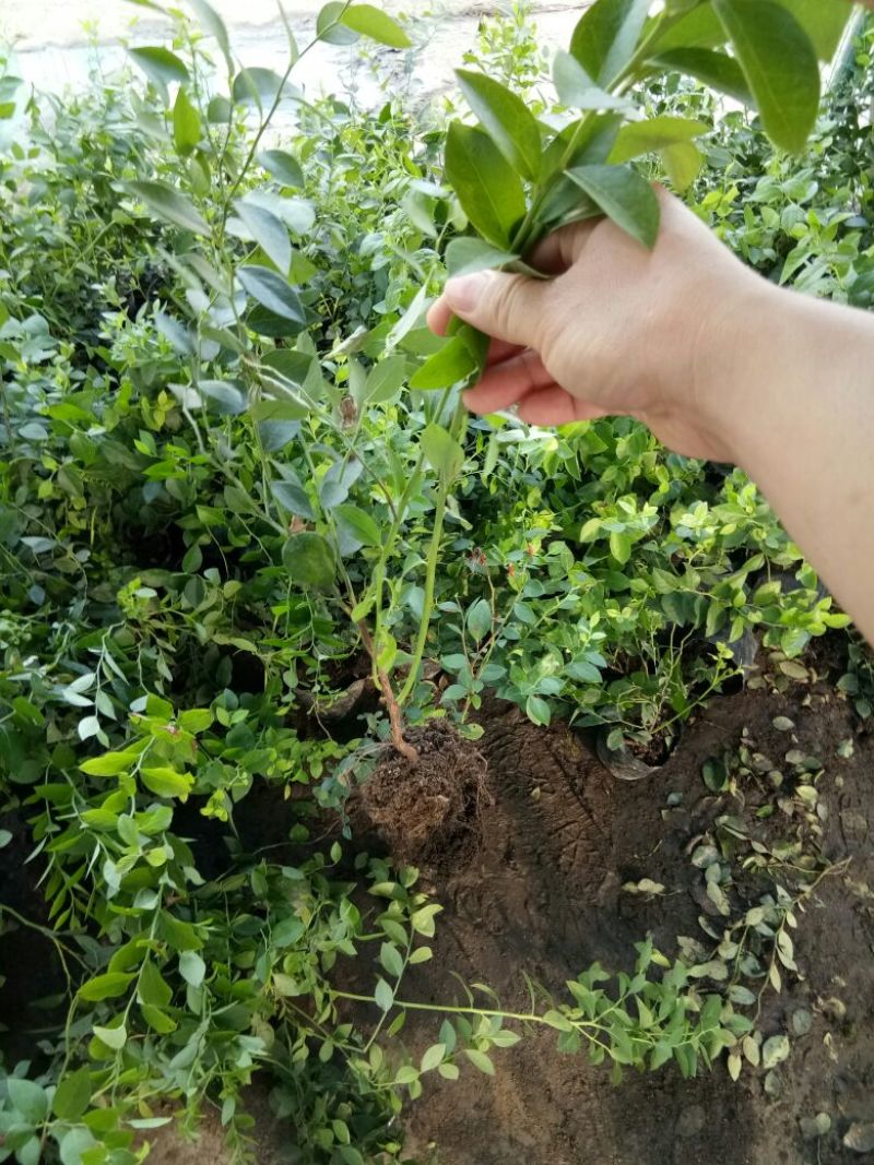 组培脱毒蓝莓苗天后绿宝石珠宝莱克西薄雾，奥尼尔
