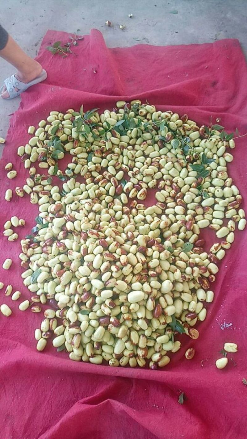 贵妃枣超甜水份好