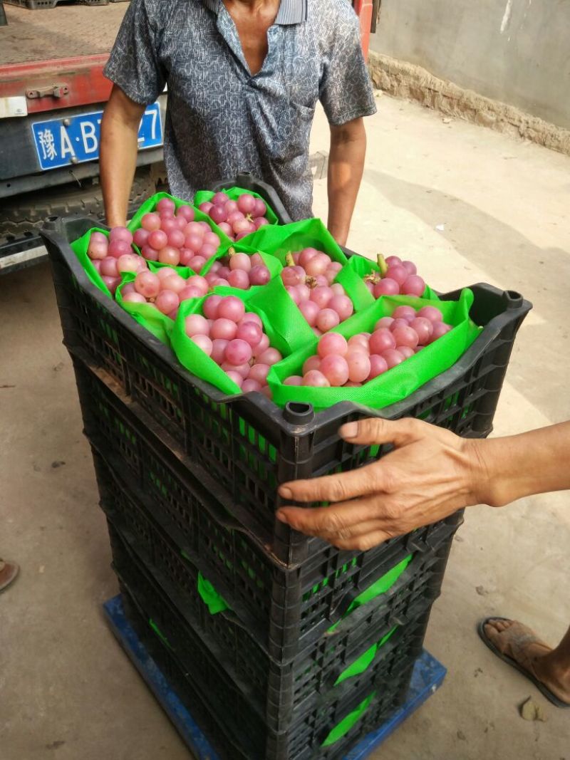 颗粒大抱紧串口感好的巨峰葡萄