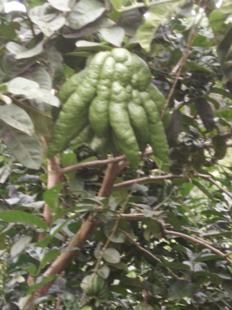 佛手苗