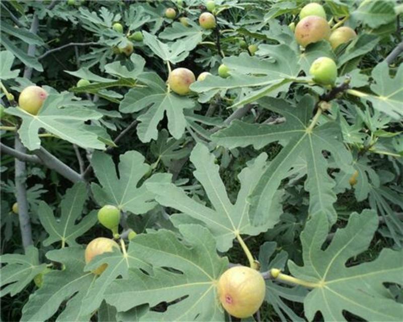 无花果苗波姬红布兰瑞克品种无花果苗提供种植技术