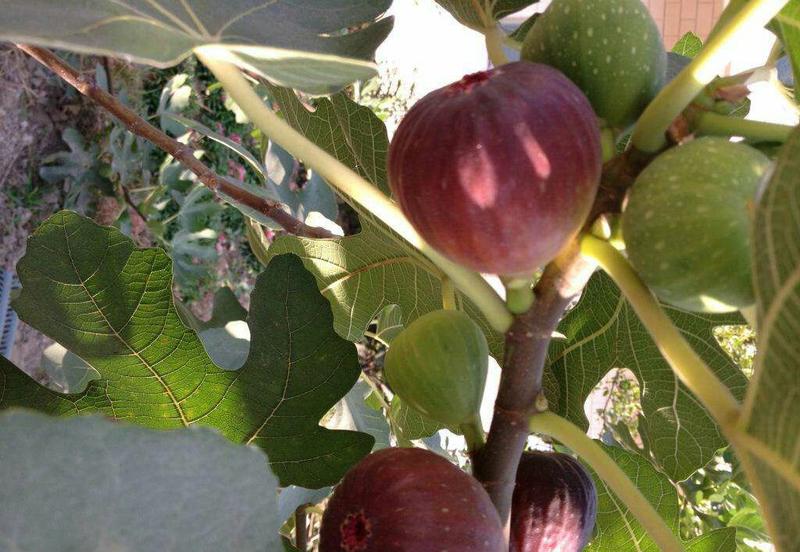无花果苗波姬红布兰瑞克品种无花果苗提供种植技术