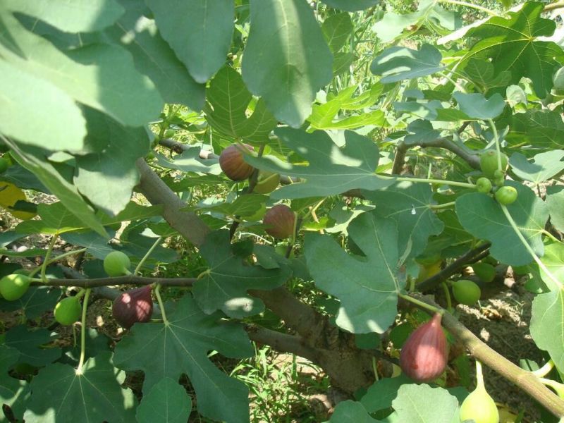 无花果苗波姬红布兰瑞克品种无花果苗提供种植技术