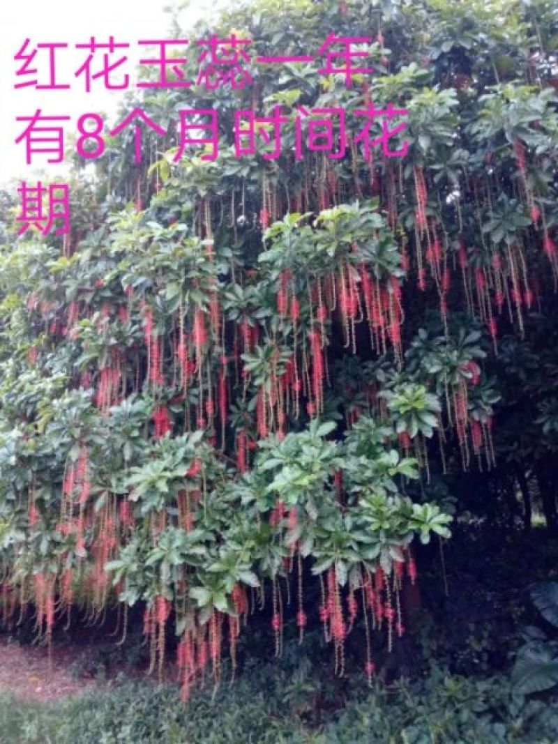供:丛生红花玉蕊，单杆红花玉蕊，黄花风铃木，丛生黄花风铃