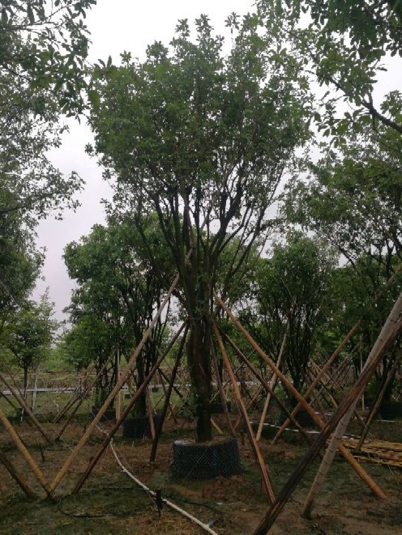 供:丛生红花玉蕊，单杆红花玉蕊，黄花风铃木，丛生黄花风铃