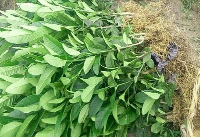 佛手苗金华佛手盆景带果金佛手苗盆栽花卉金佛手盆栽