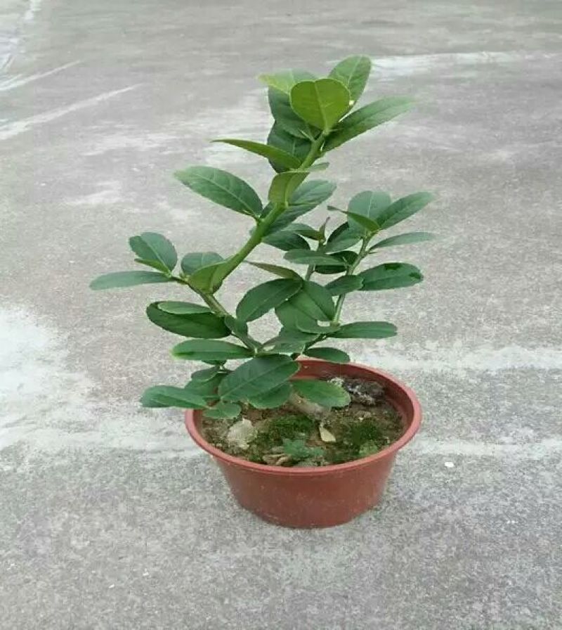 佛手苗金华佛手盆景带果金佛手苗盆栽花卉金佛手盆栽