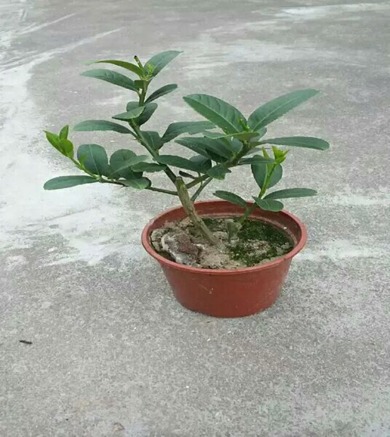 佛手苗金华佛手盆景带果金佛手苗盆栽花卉金佛手盆栽