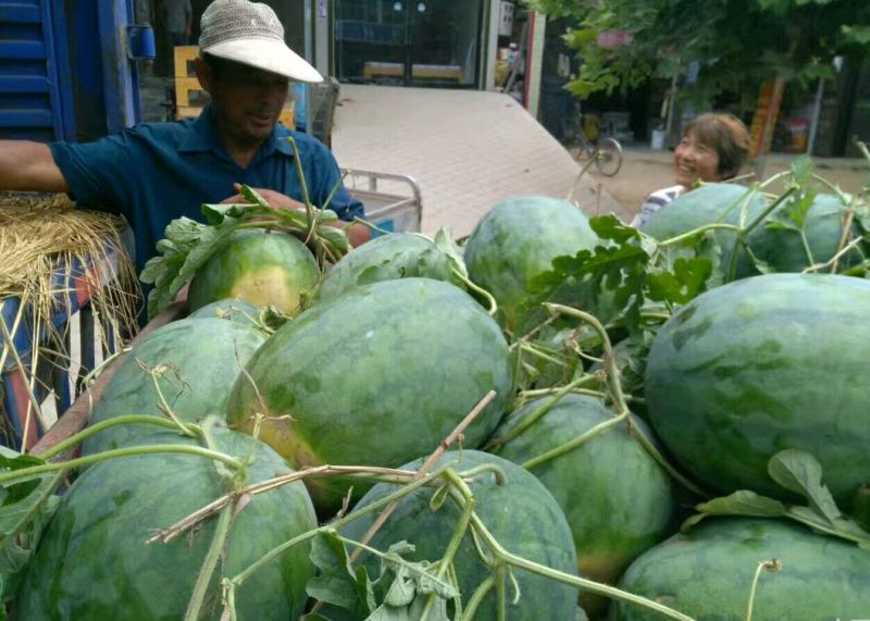 美国重茬王GPD登记品种自然沙甜老西瓜味