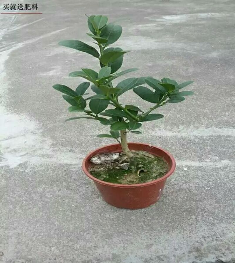 佛手苗金华佛手盆景带果金佛手苗盆栽花卉金佛手盆栽