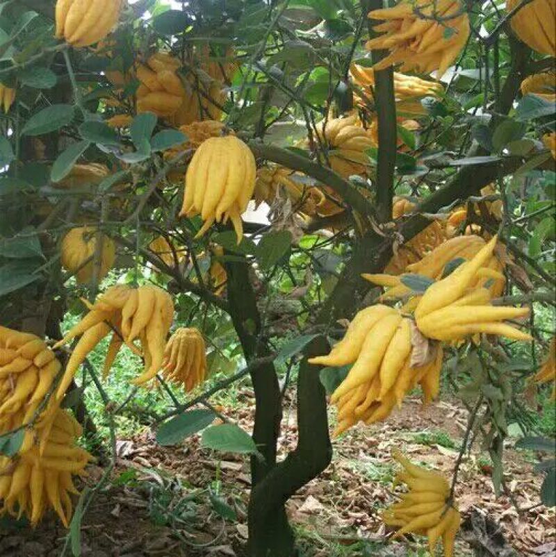 佛手苗金华佛手盆景带果金佛手苗盆栽花卉金佛手盆栽