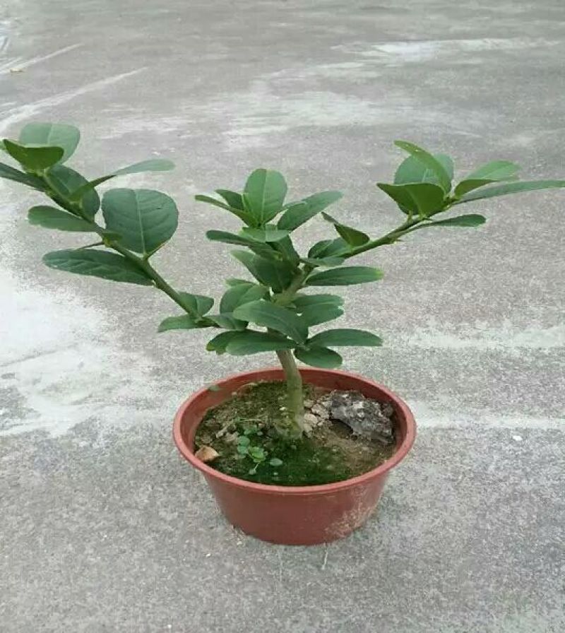 佛手苗金华佛手盆景带果金佛手苗盆栽花卉金佛手盆栽