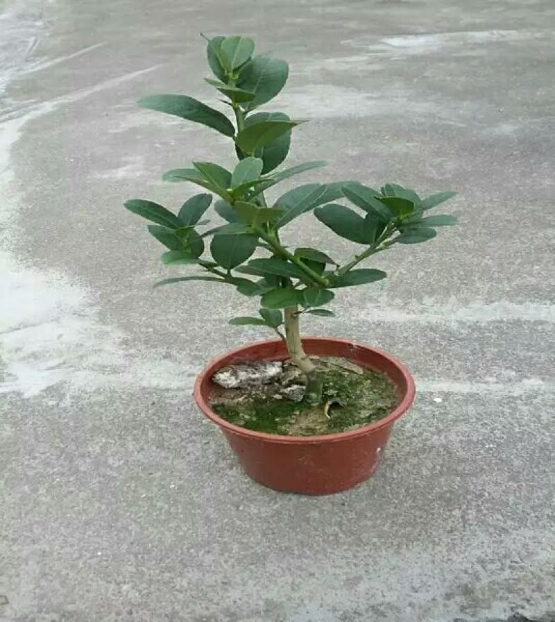 佛手苗金华佛手盆景带果金佛手苗盆栽花卉金佛手盆栽