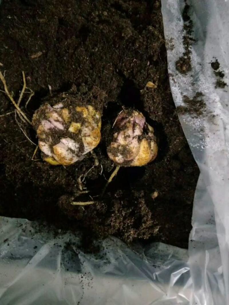 百合种球带芽发货，包邮，包成活包花色室内外都可种植