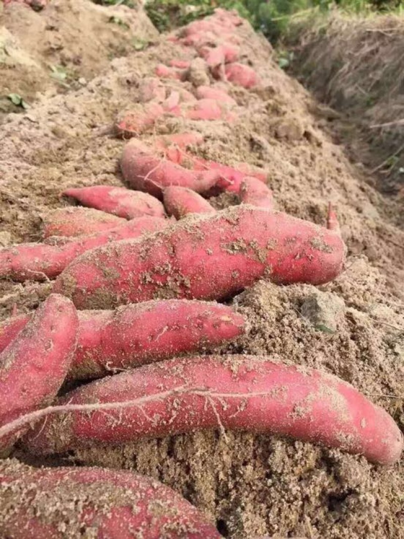 一件代发烟薯25蜜薯糖心红薯烟薯25富硒农家沙地自种地瓜