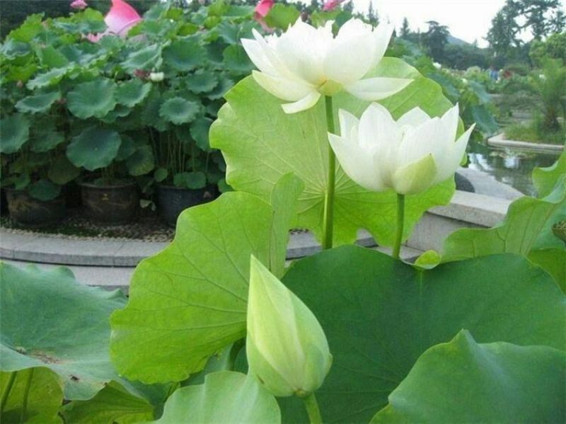 高产食用莲藕种苗深浅水都可种植质量好