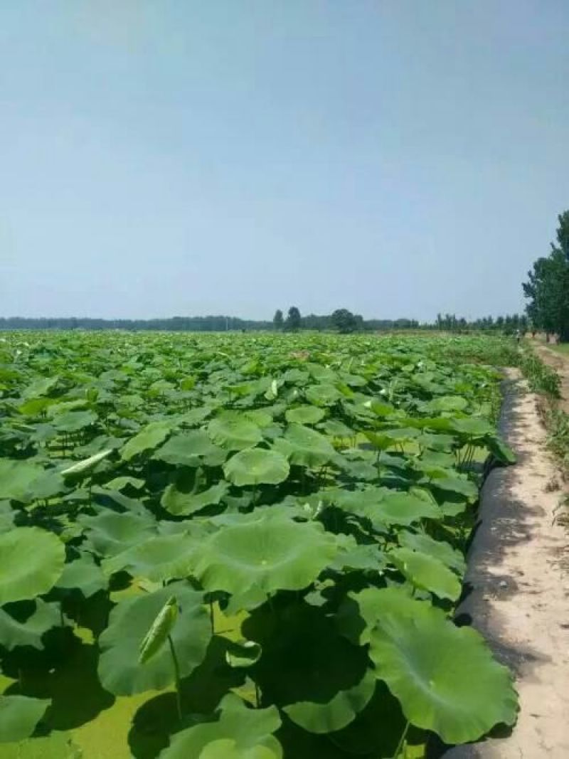 高产食用莲藕种苗深浅水都可种植质量好