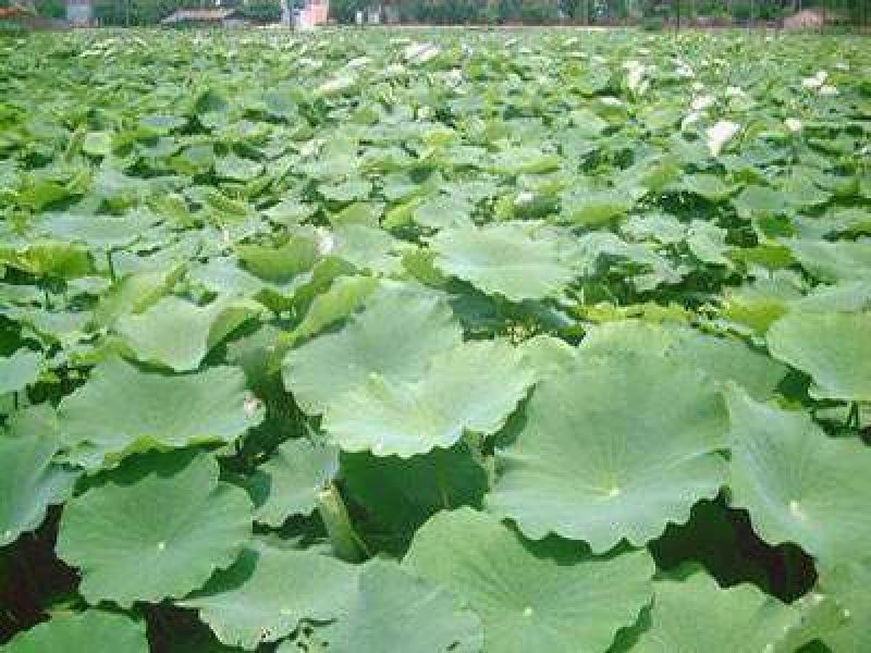 高产食用莲藕种苗深浅水都可种植质量好