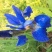 百花蜜