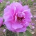 百花蜜