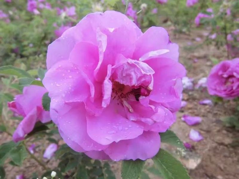 百花蜜