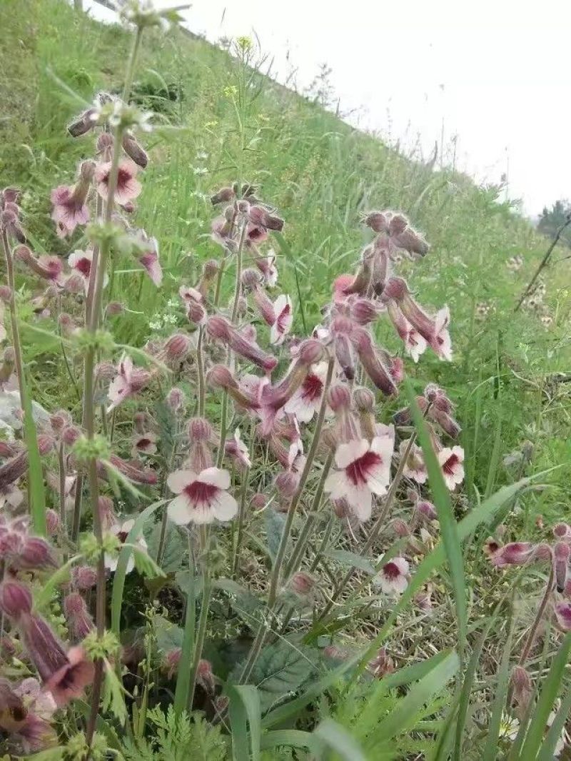 百花蜜