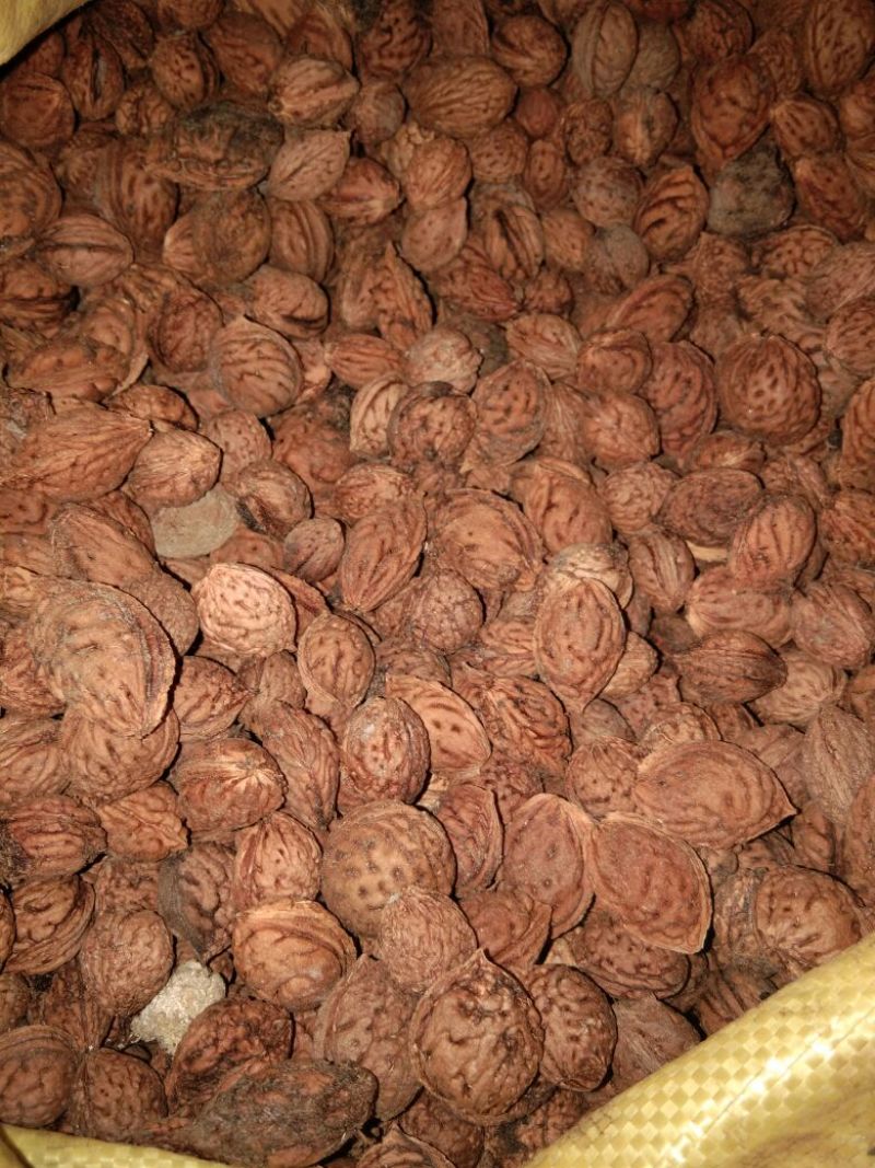 毛桃核今年新采摘的新毛桃核，可做种核，可以加工桃仁出仁率