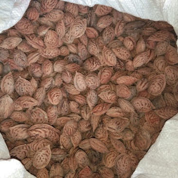 毛桃核今年新采摘的新毛桃核，可做种核，可以加工桃仁出仁率