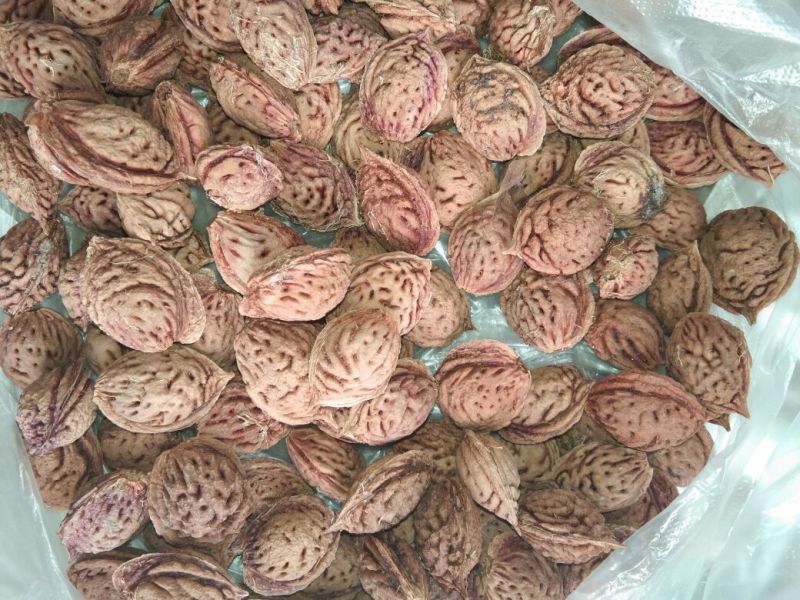 毛桃核今年新采摘的新毛桃核，可做种核，可以加工桃仁出仁率