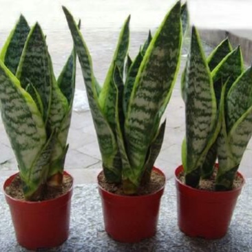 虎皮兰金边虎皮兰植物长脚大金边盆栽室内卧室客厅大型裸苗吸