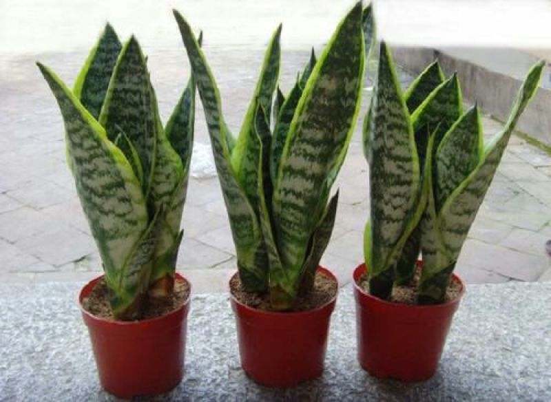 虎皮兰金边虎皮兰植物长脚大金边盆栽室内卧室客厅大型裸苗吸