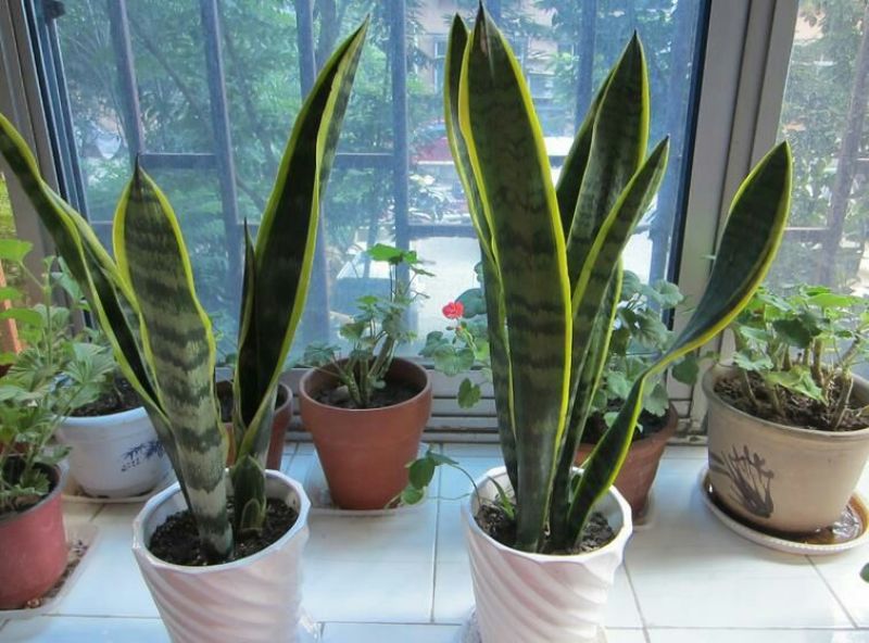 虎皮兰金边虎皮兰植物长脚大金边盆栽室内卧室客厅大型裸苗吸