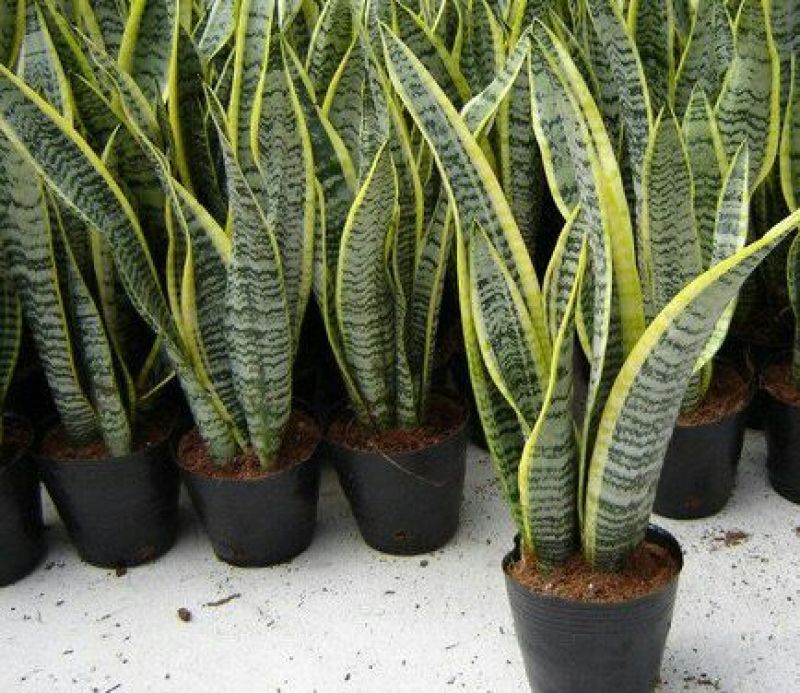 虎皮兰金边虎皮兰植物长脚大金边盆栽室内卧室客厅大型裸苗吸
