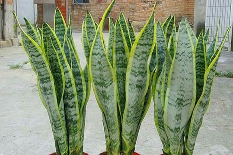 虎皮兰金边虎皮兰植物长脚大金边盆栽室内卧室客厅大型裸苗吸