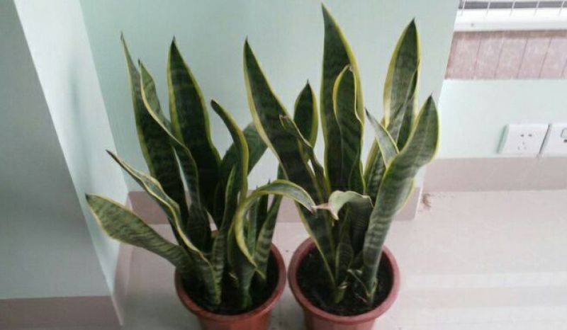 虎皮兰金边虎皮兰植物长脚大金边盆栽室内卧室客厅大型裸苗吸