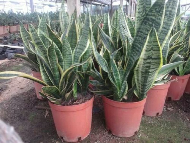 虎皮兰金边虎皮兰植物长脚大金边盆栽室内卧室客厅大型裸苗吸