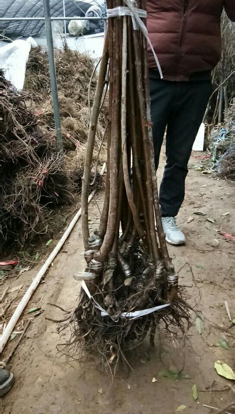 美早樱桃树苗，车厘子樱桃树苗基地直销欢迎选购