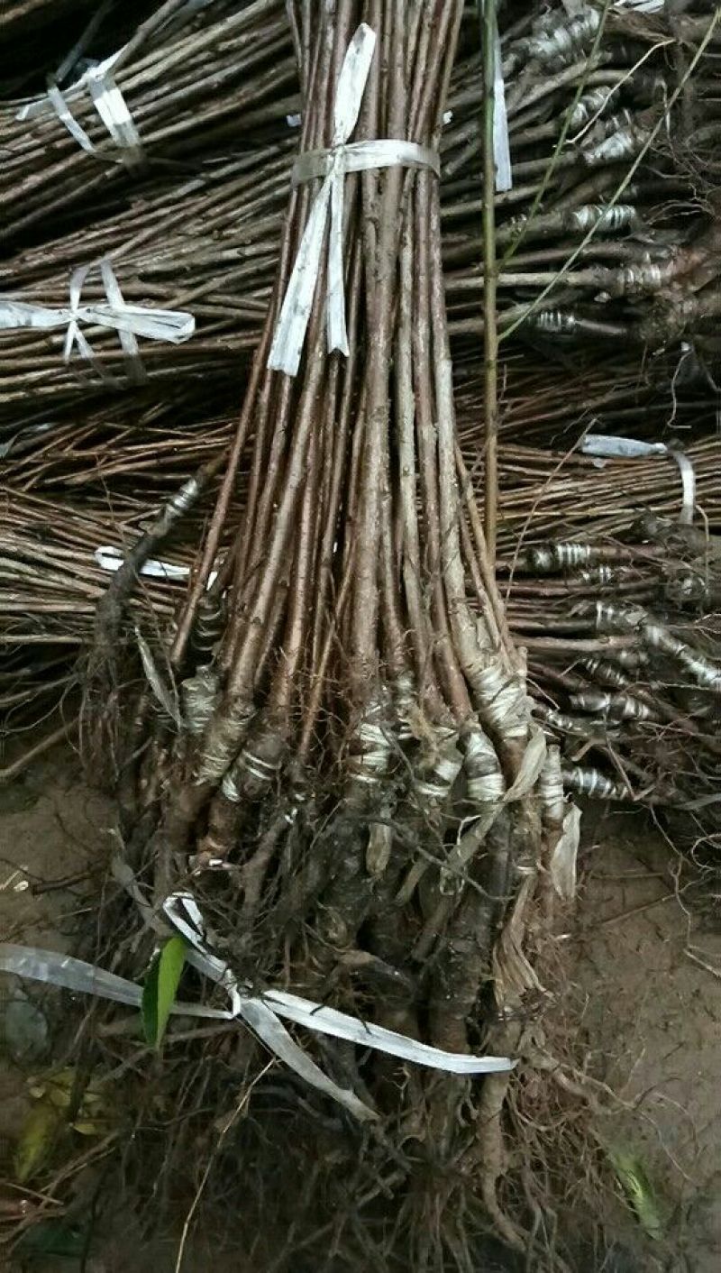美早樱桃树苗，车厘子樱桃树苗基地直销欢迎选购