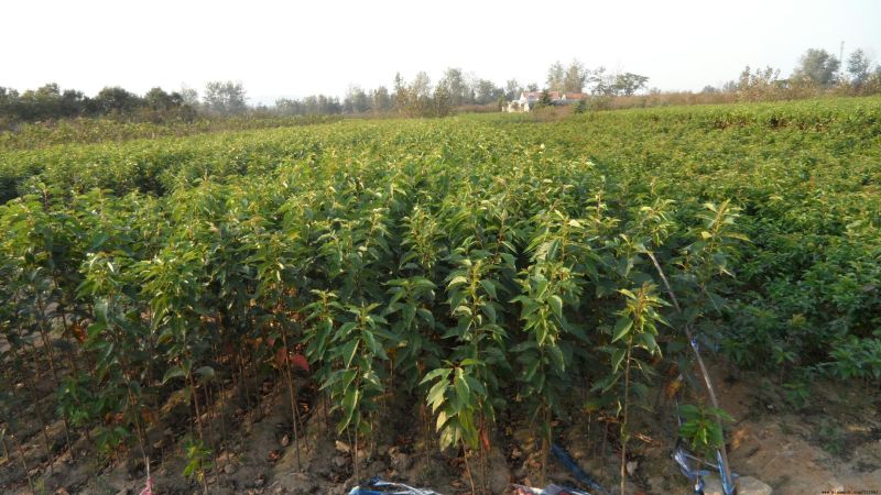 美早樱桃树苗，车厘子樱桃树苗基地直销欢迎选购