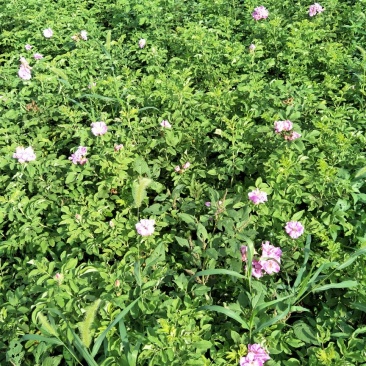 大量出售小玫瑰花